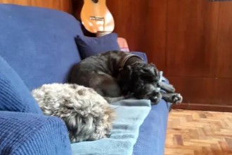 Dogs in Reception